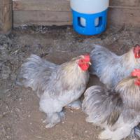 Galline , galli
