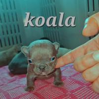American bully micro exotic