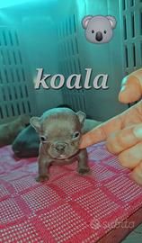 American bully micro exotic