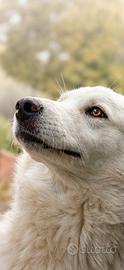 Nuvola, splendida cagnolina di 18 mesi