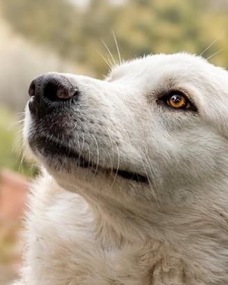 Nuvola, splendida cagnolina di 18 mesi