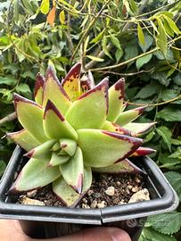 echeveria ebony triple head
