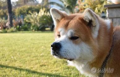 Akita monta accoppiamento