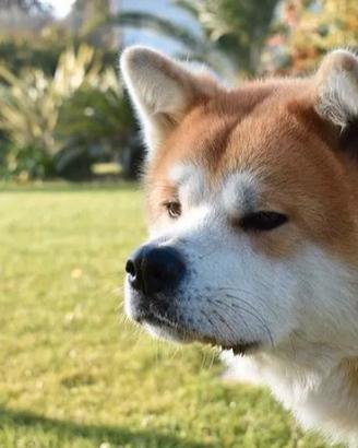 Akita monta accoppiamento