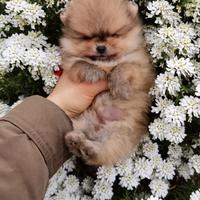 Volpino spitz pomerania femmina e maschio 2 mesi