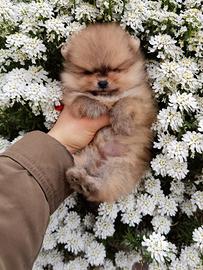 Volpino spitz pomerania femmina e maschio 2 mesi