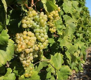 Uva da vino Malvasia  