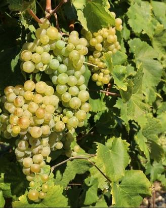 Uva da vino Malvasia  