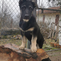 Cuccioli di Pastore Est Europeo