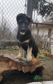 Cuccioli di Pastore Est Europeo