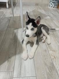 husky siberiano 