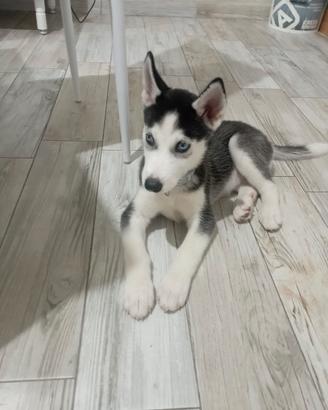 husky siberiano 