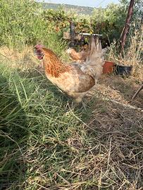 Galline nane
