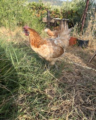 Galline nane