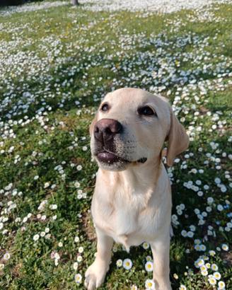 Cucciola Labrador Retriever femmina