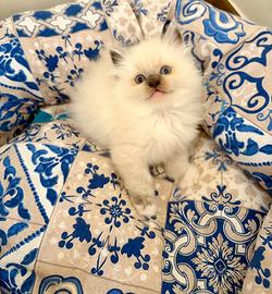 Splendidi cuccioli Ragdoll con Pedigree