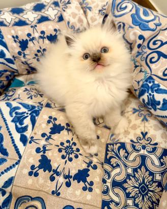 Splendidi cuccioli Ragdoll con Pedigree