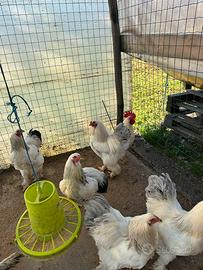 Galline Brahma
