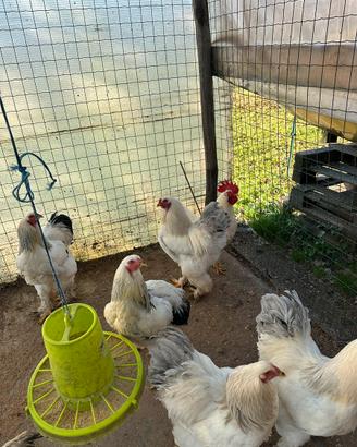 Galline Brahma