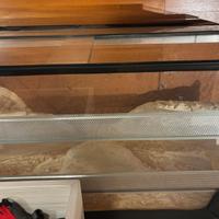 Teca vetro rettili pogona