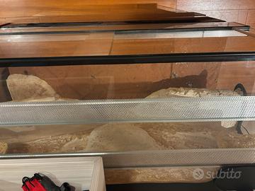 Teca vetro rettili pogona