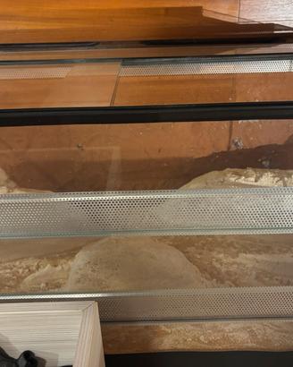 Teca vetro rettili pogona