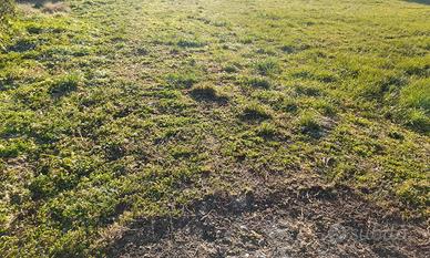 Terreno edificabile a Carrè