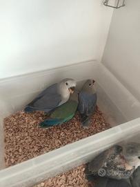 Pappagalli inseparabili allevati a mano