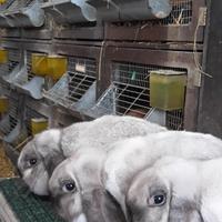 Vendita conigli razza ariete nano riproduttori