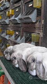 Vendita conigli razza ariete nano riproduttori