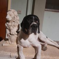 Pointer maschio per accoppiamento