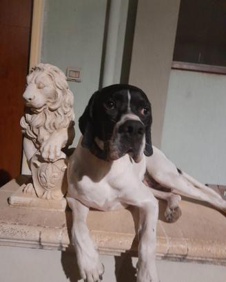 Pointer maschio per accoppiamento