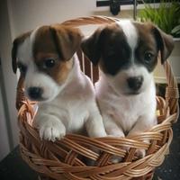 Jack russell zampa corta