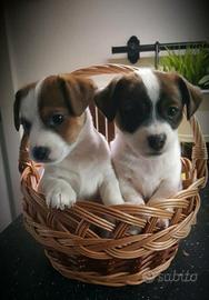 Jack russell zampa corta