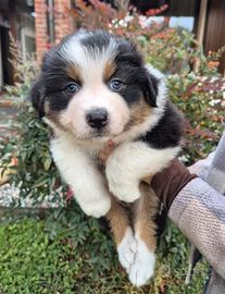 Australian shepherd