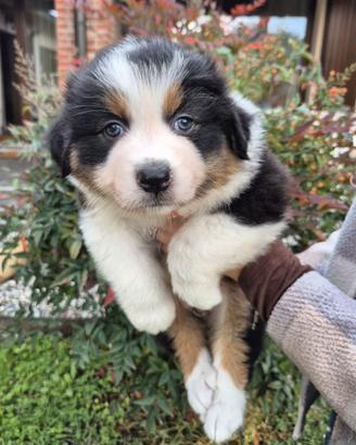 Australian shepherd