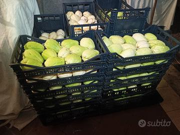 chayote da semina 5 varieta con istruzioni sechium