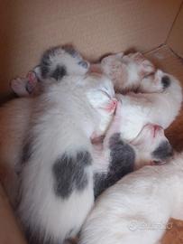 Gattini
