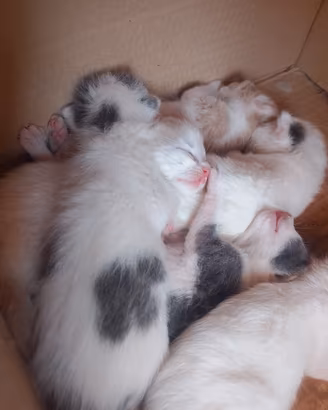 Gattini