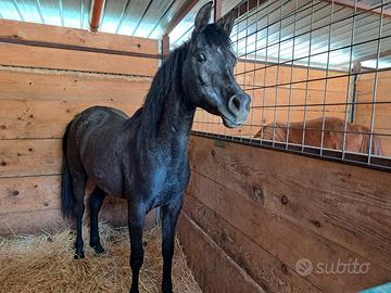 Cavalla araba documenti anica