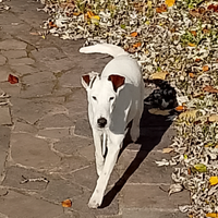 Fox terrier CON PEDIGREE