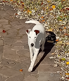 Fox terrier CON PEDIGREE