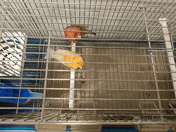 2 coppie di Canarini