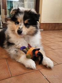 Pastore Scozzese/Collie cuccioli