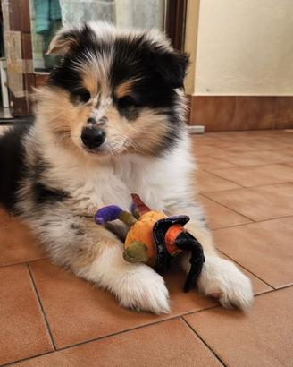 Pastore Scozzese/Collie cuccioli
