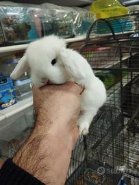 Coniglietti ariete minilop