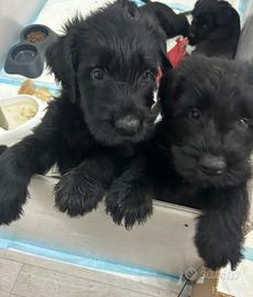 Riesenschnauzer gigante nero