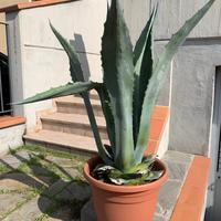 Pianta grassa Agave Americana