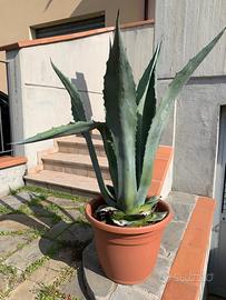 Pianta grassa Agave Americana