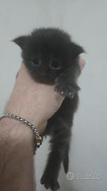 Gatti maine coon